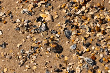 Detaylı bir yakın plan, renkli deniz kabukları, pürüzsüz çakıl taşları ve belirgin koyu renkli istiridye kabuğu parçalarıyla dağılmış desenli kumlu bir sahili ortaya çıkarıyor..