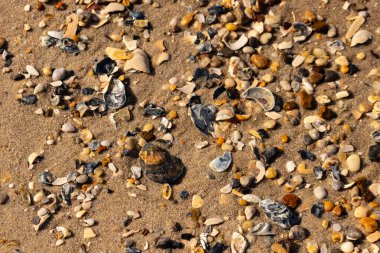 Detaylı bir yakın plan, renkli deniz kabukları, pürüzsüz çakıl taşları ve belirgin koyu renkli istiridye kabuğu parçalarıyla dağılmış desenli kumlu bir sahili ortaya çıkarıyor..
