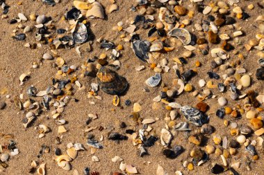 Detaylı bir yakın plan, renkli deniz kabukları, pürüzsüz çakıl taşları ve belirgin koyu renkli istiridye kabuğu parçalarıyla dağılmış desenli kumlu bir sahili ortaya çıkarıyor..