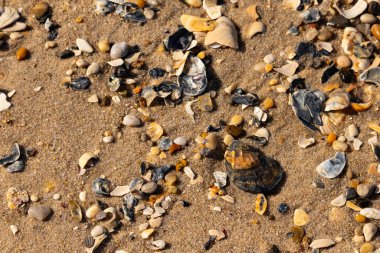 Detaylı bir yakın plan, renkli deniz kabukları, pürüzsüz çakıl taşları ve belirgin koyu renkli istiridye kabuğu parçalarıyla dağılmış desenli kumlu bir sahili ortaya çıkarıyor..