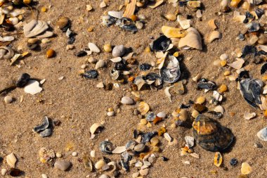Detaylı bir yakın plan, renkli deniz kabukları, pürüzsüz çakıl taşları ve belirgin koyu renkli istiridye kabuğu parçalarıyla dağılmış desenli kumlu bir sahili ortaya çıkarıyor..