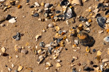 Detaylı bir yakın plan, renkli deniz kabukları, pürüzsüz çakıl taşları ve belirgin koyu renkli istiridye kabuğu parçalarıyla dağılmış desenli kumlu bir sahili ortaya çıkarıyor..