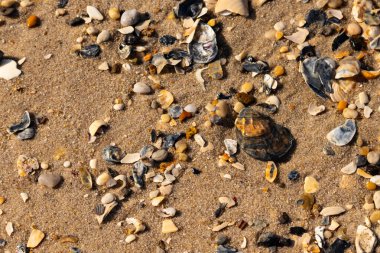 Detaylı bir yakın plan, renkli deniz kabukları, pürüzsüz çakıl taşları ve belirgin koyu renkli istiridye kabuğu parçalarıyla dağılmış desenli kumlu bir sahili ortaya çıkarıyor..