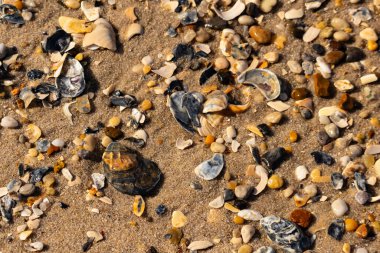 Detaylı bir yakın plan, renkli deniz kabukları, pürüzsüz çakıl taşları ve belirgin koyu renkli istiridye kabuğu parçalarıyla dağılmış desenli kumlu bir sahili ortaya çıkarıyor..