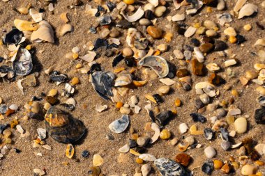 Detaylı bir yakın plan, renkli deniz kabukları, pürüzsüz çakıl taşları ve belirgin koyu renkli istiridye kabuğu parçalarıyla dağılmış desenli kumlu bir sahili ortaya çıkarıyor..