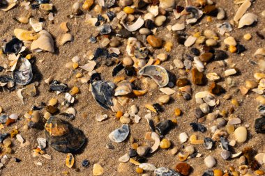 Detaylı bir yakın plan, renkli deniz kabukları, pürüzsüz çakıl taşları ve belirgin koyu renkli istiridye kabuğu parçalarıyla dağılmış desenli kumlu bir sahili ortaya çıkarıyor..