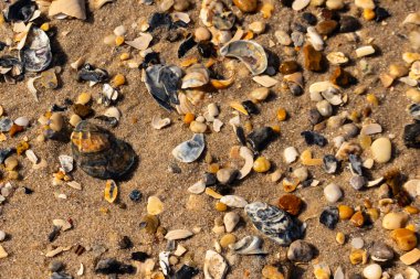 Detaylı bir yakın plan, renkli deniz kabukları, pürüzsüz çakıl taşları ve belirgin koyu renkli istiridye kabuğu parçalarıyla dağılmış desenli kumlu bir sahili ortaya çıkarıyor..