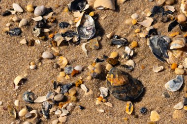 Detaylı bir yakın plan, renkli deniz kabukları, pürüzsüz çakıl taşları ve belirgin koyu renkli istiridye kabuğu parçalarıyla dağılmış desenli kumlu bir sahili ortaya çıkarıyor..