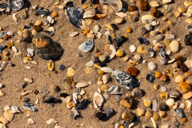 Detaylı bir yakın plan, renkli deniz kabukları, pürüzsüz çakıl taşları ve belirgin koyu renkli istiridye kabuğu parçalarıyla dağılmış desenli kumlu bir sahili ortaya çıkarıyor..