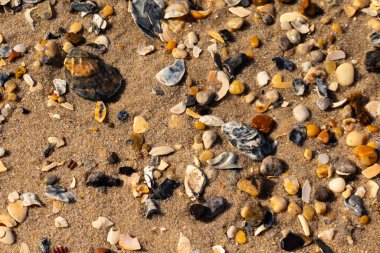 Detaylı bir yakın plan, renkli deniz kabukları, pürüzsüz çakıl taşları ve belirgin koyu renkli istiridye kabuğu parçalarıyla dağılmış desenli kumlu bir sahili ortaya çıkarıyor..