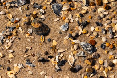 Detaylı bir yakın plan, renkli deniz kabukları, pürüzsüz çakıl taşları ve belirgin koyu renkli istiridye kabuğu parçalarıyla dağılmış desenli kumlu bir sahili ortaya çıkarıyor..