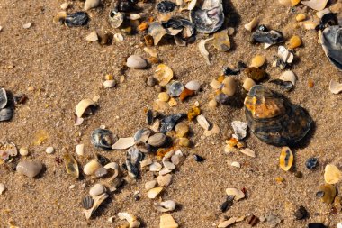 Detaylı bir yakın plan, renkli deniz kabukları, pürüzsüz çakıl taşları ve belirgin koyu renkli istiridye kabuğu parçalarıyla dağılmış desenli kumlu bir sahili ortaya çıkarıyor..