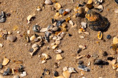 Detaylı bir yakın plan, renkli deniz kabukları, pürüzsüz çakıl taşları ve belirgin koyu renkli istiridye kabuğu parçalarıyla dağılmış desenli kumlu bir sahili ortaya çıkarıyor..