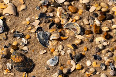 Detaylı bir yakın plan, renkli deniz kabukları, pürüzsüz çakıl taşları ve belirgin koyu renkli istiridye kabuğu parçalarıyla dağılmış desenli kumlu bir sahili ortaya çıkarıyor..