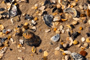 Detaylı bir yakın plan, renkli deniz kabukları, pürüzsüz çakıl taşları ve belirgin koyu renkli istiridye kabuğu parçalarıyla dağılmış desenli kumlu bir sahili ortaya çıkarıyor..