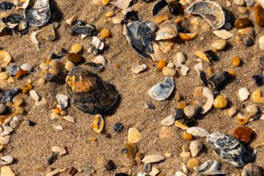 Detaylı bir yakın plan, renkli deniz kabukları, pürüzsüz çakıl taşları ve belirgin koyu renkli istiridye kabuğu parçalarıyla dağılmış desenli kumlu bir sahili ortaya çıkarıyor..
