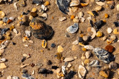 Detaylı bir yakın plan, renkli deniz kabukları, pürüzsüz çakıl taşları ve belirgin koyu renkli istiridye kabuğu parçalarıyla dağılmış desenli kumlu bir sahili ortaya çıkarıyor..
