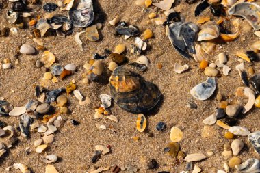 Detaylı bir yakın plan, renkli deniz kabukları, pürüzsüz çakıl taşları ve belirgin koyu renkli istiridye kabuğu parçalarıyla dağılmış desenli kumlu bir sahili ortaya çıkarıyor..