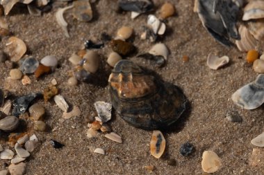 Detaylı bir yakın plan, renkli deniz kabukları, pürüzsüz çakıl taşları ve belirgin koyu renkli istiridye kabuğu parçalarıyla dağılmış desenli kumlu bir sahili ortaya çıkarıyor..