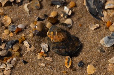 Detaylı bir yakın plan, renkli deniz kabukları, pürüzsüz çakıl taşları ve belirgin koyu renkli istiridye kabuğu parçalarıyla dağılmış desenli kumlu bir sahili ortaya çıkarıyor..