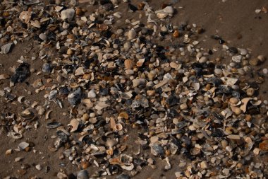 Canlı bir yakın plan, kumlu zemine dağılmış renkli deniz kabukları ve pürüzsüz çakıl taşlarıyla dolu desenli bir plaj sahnesini yakalar..