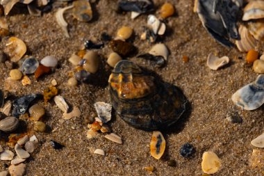 Detaylı bir yakın plan, renkli deniz kabukları, pürüzsüz çakıl taşları ve belirgin koyu renkli istiridye kabuğu parçalarıyla dağılmış desenli kumlu bir sahili ortaya çıkarıyor..