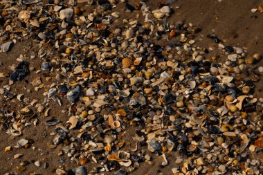 Canlı bir yakın plan, kumlu zemine dağılmış renkli deniz kabukları ve pürüzsüz çakıl taşlarıyla dolu desenli bir plaj sahnesini yakalar..