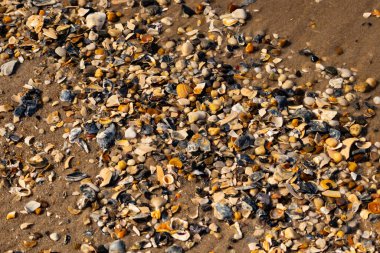 Canlı bir yakın plan, kumlu zemine dağılmış renkli deniz kabukları ve pürüzsüz çakıl taşlarıyla dolu desenli bir plaj sahnesini yakalar..