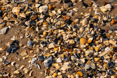 Canlı bir yakın plan, kumlu zemine dağılmış renkli deniz kabukları ve pürüzsüz çakıl taşlarıyla dolu desenli bir plaj sahnesini yakalar..