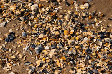 Canlı bir yakın plan, kumlu zemine dağılmış renkli deniz kabukları ve pürüzsüz çakıl taşlarıyla dolu desenli bir plaj sahnesini yakalar..