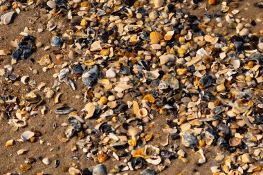 Canlı bir yakın plan, kumlu zemine dağılmış renkli deniz kabukları ve pürüzsüz çakıl taşlarıyla dolu desenli bir plaj sahnesini yakalar..