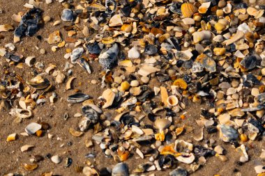 Canlı bir yakın plan, kumlu zemine dağılmış renkli deniz kabukları ve pürüzsüz çakıl taşlarıyla dolu desenli bir plaj sahnesini yakalar..