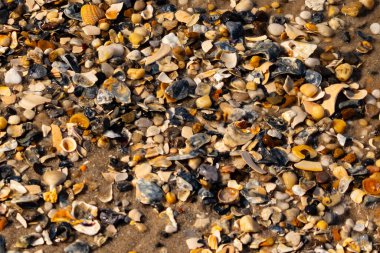 Canlı bir yakın plan, kumlu zemine dağılmış renkli deniz kabukları ve pürüzsüz çakıl taşlarıyla dolu desenli bir plaj sahnesini yakalar..