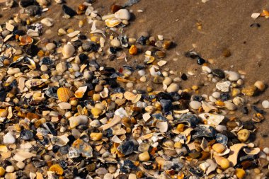 Canlı bir yakın plan, kumlu zemine dağılmış renkli deniz kabukları ve pürüzsüz çakıl taşlarıyla dolu desenli bir plaj sahnesini yakalar..