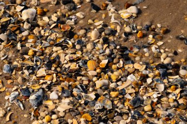 Canlı bir yakın plan, kumlu zemine dağılmış renkli deniz kabukları ve pürüzsüz çakıl taşlarıyla dolu desenli bir plaj sahnesini yakalar..