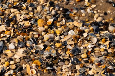 Canlı bir yakın plan, kumlu zemine dağılmış renkli deniz kabukları ve pürüzsüz çakıl taşlarıyla dolu desenli bir plaj sahnesini yakalar..