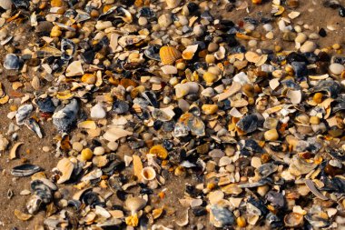 Canlı bir yakın plan, kumlu zemine dağılmış renkli deniz kabukları ve pürüzsüz çakıl taşlarıyla dolu desenli bir plaj sahnesini yakalar..
