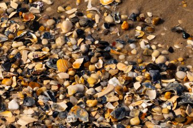 Canlı bir yakın plan, kumlu zemine dağılmış renkli deniz kabukları ve pürüzsüz çakıl taşlarıyla dolu desenli bir plaj sahnesini yakalar..