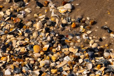 Canlı bir yakın plan, kumlu zemine dağılmış renkli deniz kabukları ve pürüzsüz çakıl taşlarıyla dolu desenli bir plaj sahnesini yakalar..