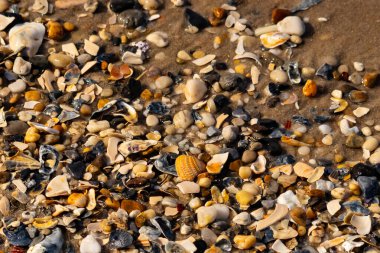 Canlı bir yakın plan, kumlu zemine dağılmış renkli deniz kabukları ve pürüzsüz çakıl taşlarıyla dolu desenli bir plaj sahnesini yakalar..