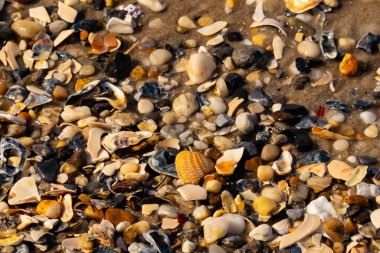Canlı bir yakın plan, kumlu zemine dağılmış renkli deniz kabukları ve pürüzsüz çakıl taşlarıyla dolu desenli bir plaj sahnesini yakalar..