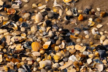 Canlı bir yakın plan, kumlu zemine dağılmış renkli deniz kabukları ve pürüzsüz çakıl taşlarıyla dolu desenli bir plaj sahnesini yakalar..