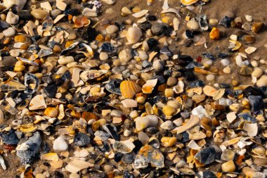 Canlı bir yakın plan, kumlu zemine dağılmış renkli deniz kabukları ve pürüzsüz çakıl taşlarıyla dolu desenli bir plaj sahnesini yakalar..