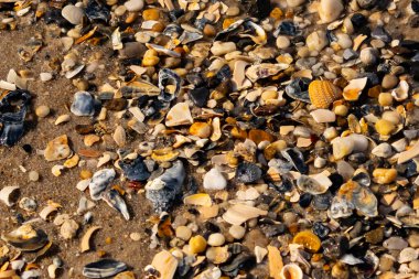 Canlı bir yakın plan, kumlu zemine dağılmış renkli deniz kabukları ve pürüzsüz çakıl taşlarıyla dolu desenli bir plaj sahnesini yakalar..