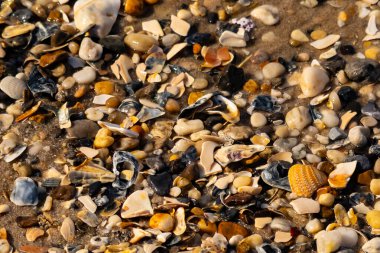 Canlı bir yakın plan, kumlu zemine dağılmış renkli deniz kabukları ve pürüzsüz çakıl taşlarıyla dolu desenli bir plaj sahnesini yakalar..