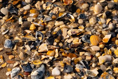 Canlı bir yakın plan, kumlu zemine dağılmış renkli deniz kabukları ve pürüzsüz çakıl taşlarıyla dolu desenli bir plaj sahnesini yakalar..
