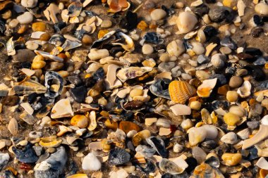 Canlı bir yakın plan, kumlu zemine dağılmış renkli deniz kabukları ve pürüzsüz çakıl taşlarıyla dolu desenli bir plaj sahnesini yakalar..