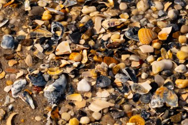 Canlı bir yakın plan, kumlu zemine dağılmış renkli deniz kabukları ve pürüzsüz çakıl taşlarıyla dolu desenli bir plaj sahnesini yakalar..