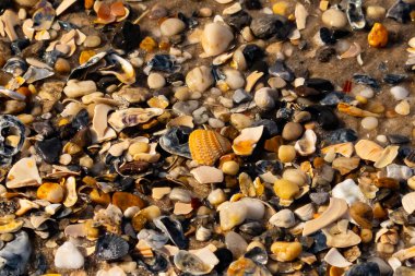 Canlı bir yakın plan, kumlu zemine dağılmış renkli deniz kabukları ve pürüzsüz çakıl taşlarıyla dolu desenli bir plaj sahnesini yakalar..