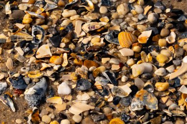 Canlı bir yakın plan, kumlu zemine dağılmış renkli deniz kabukları ve pürüzsüz çakıl taşlarıyla dolu desenli bir plaj sahnesini yakalar..